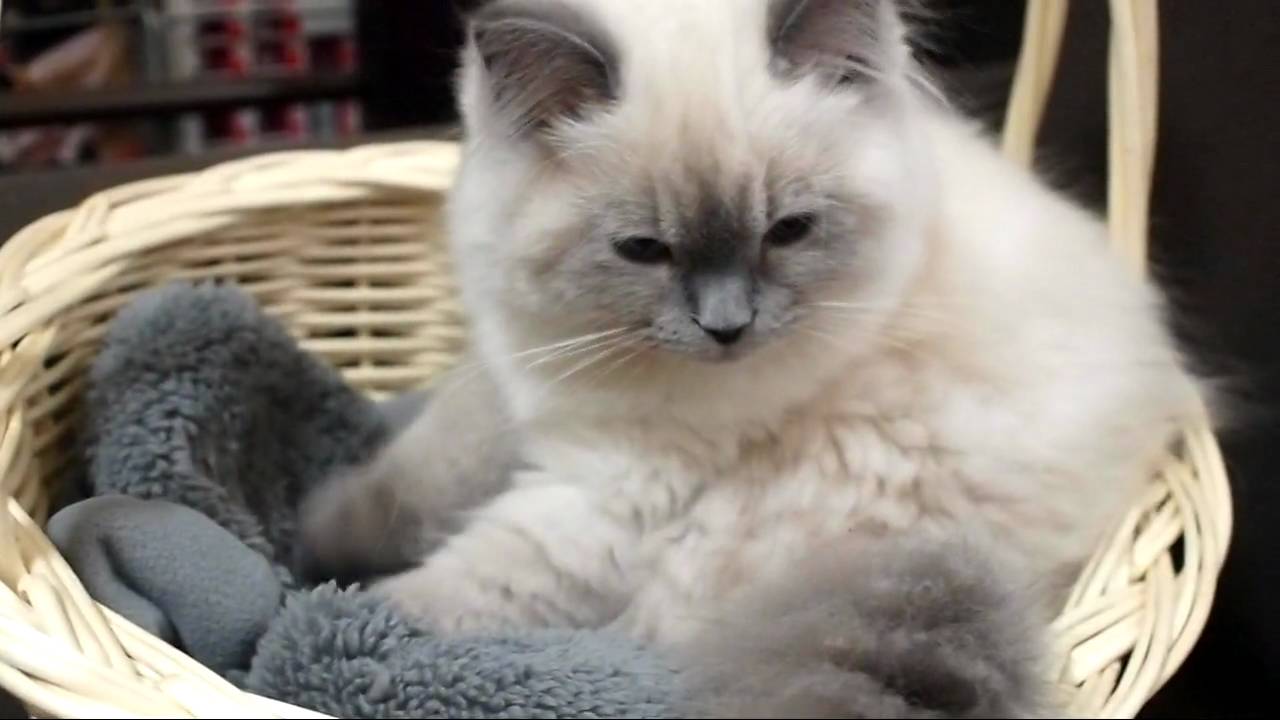 猫によく見られる行動 もみもみ とは Uchinoco うちの子