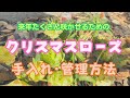 来年も楽しむためのクリスマスローズ花後の手入れ・管理方法の紹介！