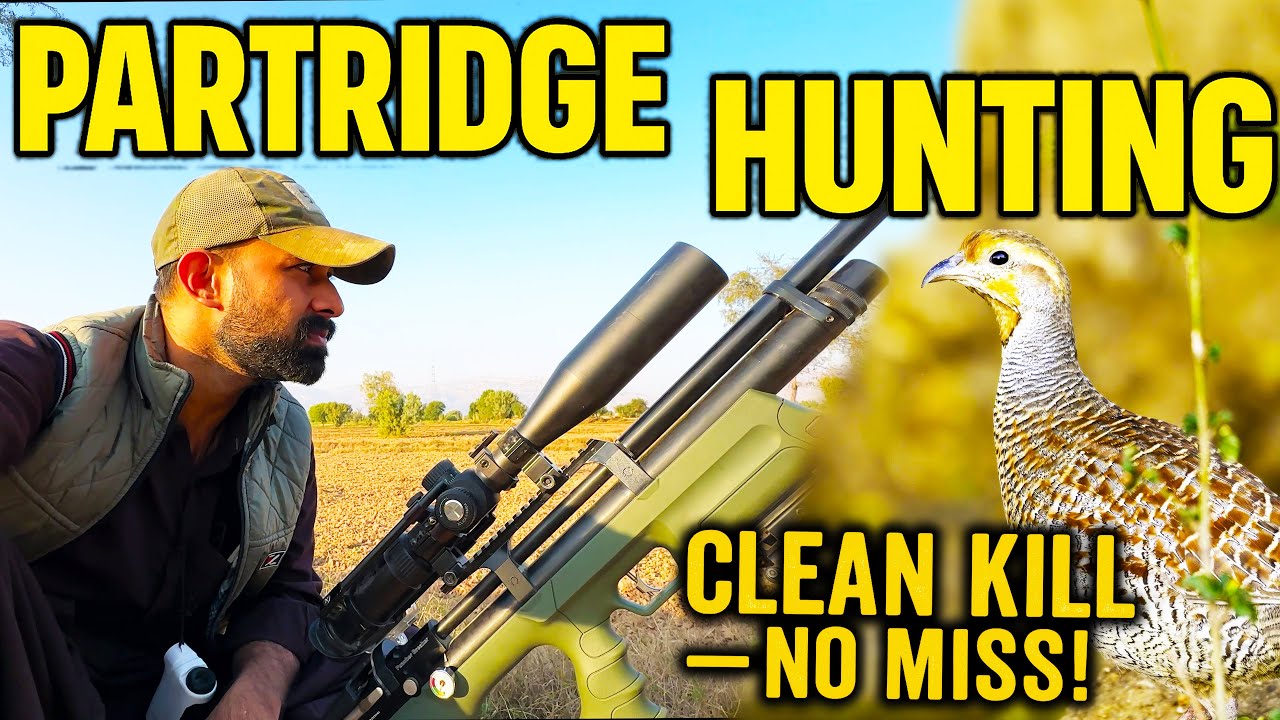 5 Shot 5 Kills | Best Teetar Hunt of the Season 2024