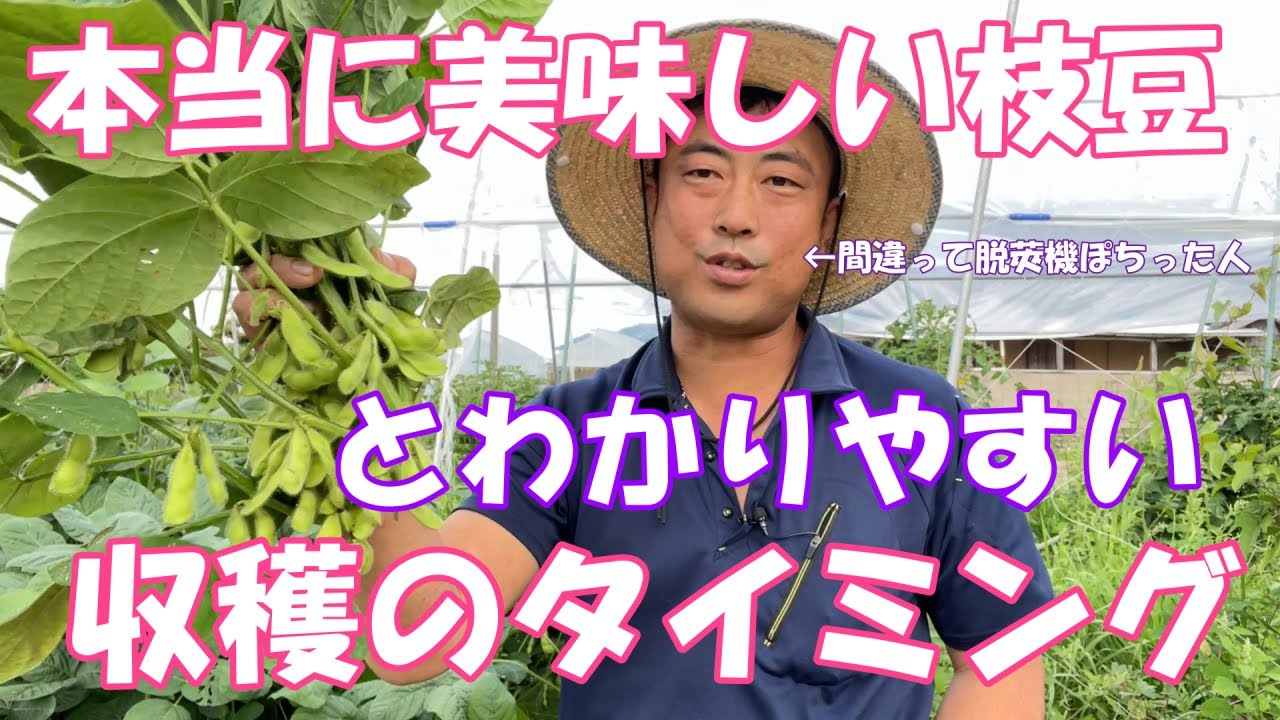 最高の枝豆を食べるために、最高に美味しい収穫のタイミング。とわかりやすい枝豆収穫のタイミング