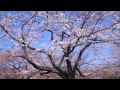 SAKURA　Song　（さくらのうた）