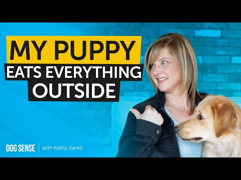 My Dog Eats Everything! – How To Stop Your Puppy From Eating Off The Ground