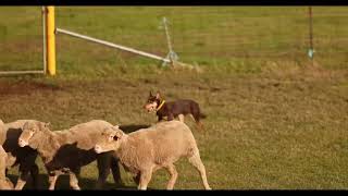 FORBES WORKING DOG AUCTION 2025 LOT 11 GIDGEE