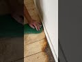 Tipps/ Tricks/ life hack/ tools/ Parkett/ Holz/ Fensterbank/ schleifen/ Vinyl/ Fliesen/ kitten/ ölen