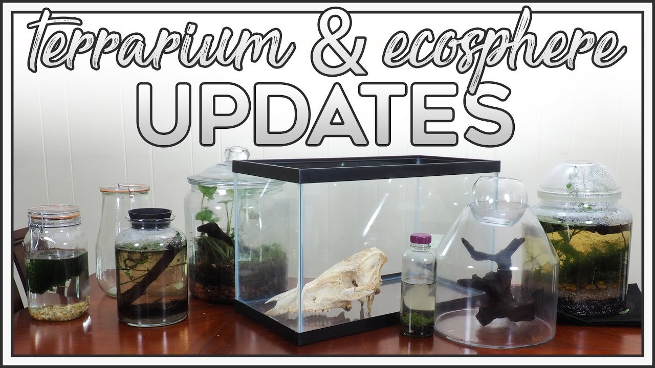 Terrarium & Ecosphere Update