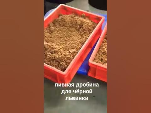 Пивная дробина, как корм для чёрной львинки. - YouTube