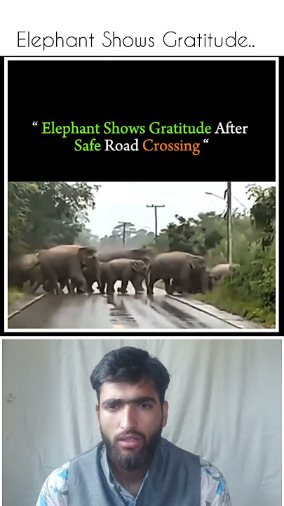 Elephant Thanks Humans After Safe Road Crossing 🐘❤️ | Must Watch Emotional Moment'