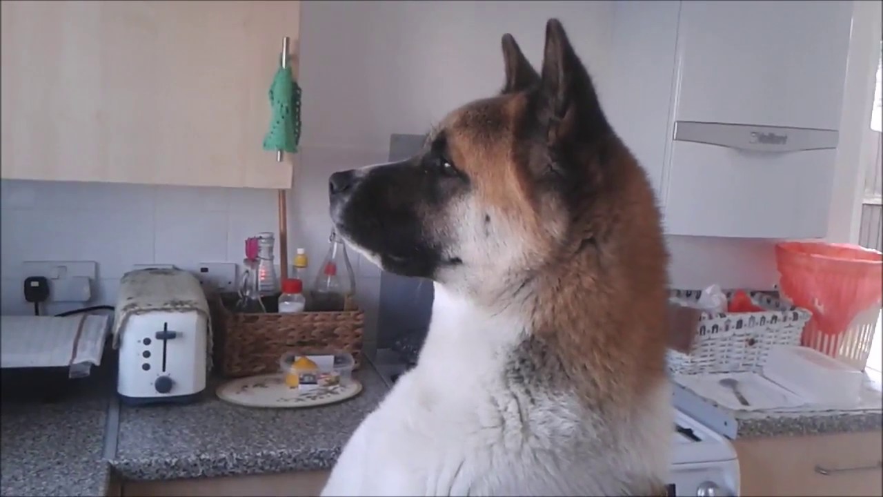 Aggressive Akita growling at passing dogs YouTube