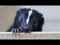 Skunk  a cute skunk and funny skunkss compilation  new
