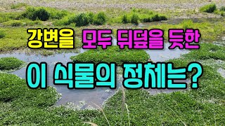 강변을 모두 뒤덮을 듯한 이 식물의 정체는? 한번 맛보면 반할 수 밖에 없는, 뛰어난 맛과 식감, 풍부한 영양성분, 광범위한 효능까지, 세계적 미식나물이자 슈퍼푸드 소개!