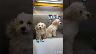 Not Doodles,Tibetan   Terriers  | Mobile Dog Grooming. So much floof