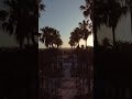 BEAUTIFUL LOS ANGELES PALM TREES AT SUNSET. 🌴🌞😎 #sunset #shorts #palmtrees #cali