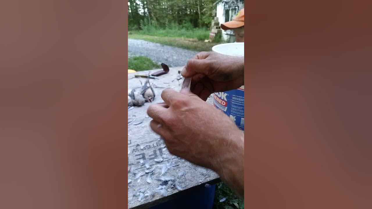 How to quickly dress a dove whole YouTube