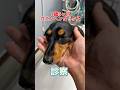 猫達と走り回って左足が痛そうな1歳5ヶ月のカニンヘンダックスが動物病院にやって来た！