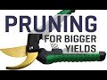 Pruning Tactics for Bigger Yields Indoors