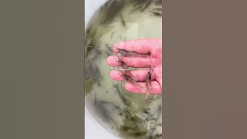 Tôm càng xanh toàn đực Việt Úc - Tôm giống chất lượng cao với tỷ lệ tôm đực trên 95%🦞🦞#VũĐứcThiện