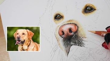Part 2 Nose | How to Draw a Dog in Coloured Pencils Series