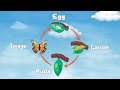 Life Cycle of a Butterfly Quiz