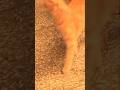 cat 🐈 gameplay viral Short #youtubeshorts