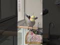 Passarinho bate as asas e faz piu-piu.
