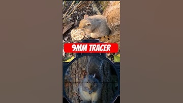 Is 9mm too much power for squirrels 🐿️?