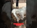 Turkey dumba for sale new updateKG110/9870046927#viral #mumbai #govandi