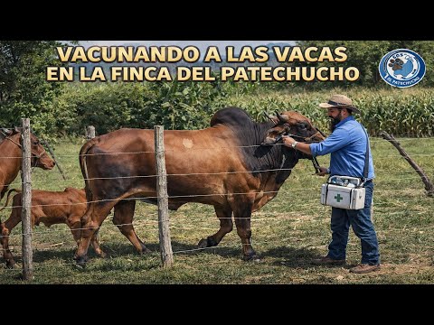 Así VACUNAMOS a las VACAS en La Finca del Patechucho 🐄