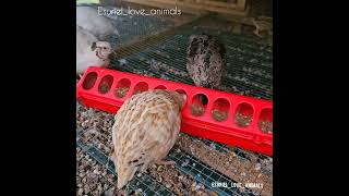 Quails compilation, Quail eggs, farm animals, nature, birds, Florida, Codornices