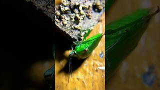 “Discover Glaucias amyoti: The Fascinating Green Shield Bug You Need to Know!”#entomology