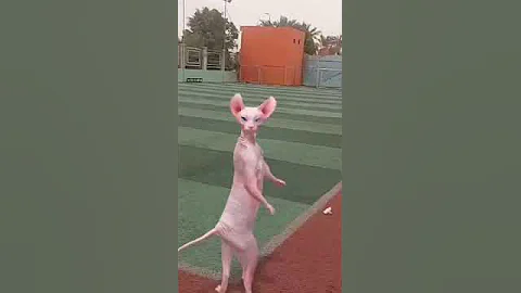 Watch the video about #funny #cat #crazy #sphinx #cute #happy