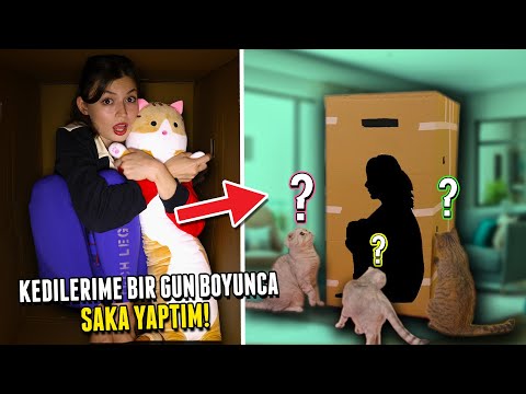 KEDİLERİME 24 SAAT BOYUNCA ŞAKA YAPTIM!