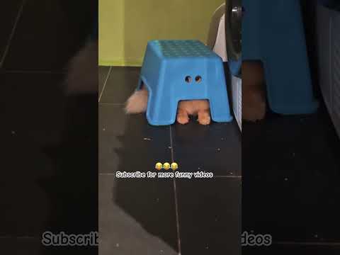 Funny cat trying to hide from the owner 😂 #cat #cats #catshorts #catsofyoutube #animallovers #cr7