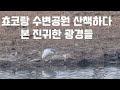 10살 된 초코와 함께하는 수변공원 산책/산책하다 본 진귀한 광경들