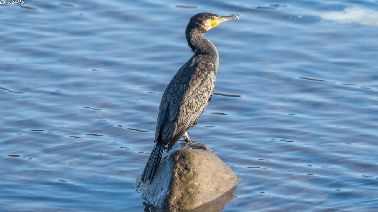 Part 4 - Cormorants in Kyushu, Japan #birding #birds #nature