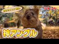 クオッカを下から見上げたらカワイすぎた！（Quokka）