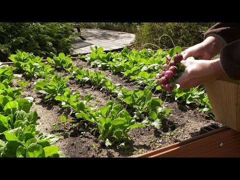 Wideo: Tomato Eagle Heart: charakterystyka i opis odmiany, zdjęcia i recenzje