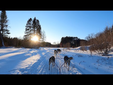 Dog Sledding with