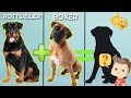 10 Incredible Mixed Cross Hybrid of Rottweiler / unreal cross breed of Rottweiler