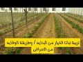 تربية نبات الخيار من البدايه وطريقة الوقايه من الامراض للمحافظه على النبات