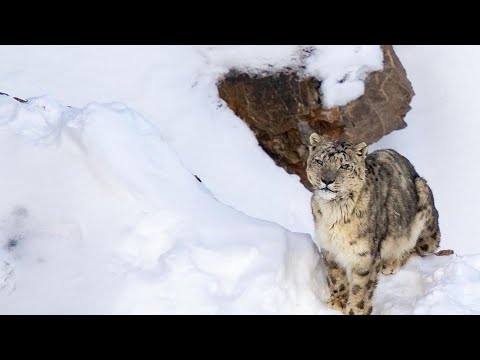 Tracking Snow Leopard In Spiti Valley #kibber