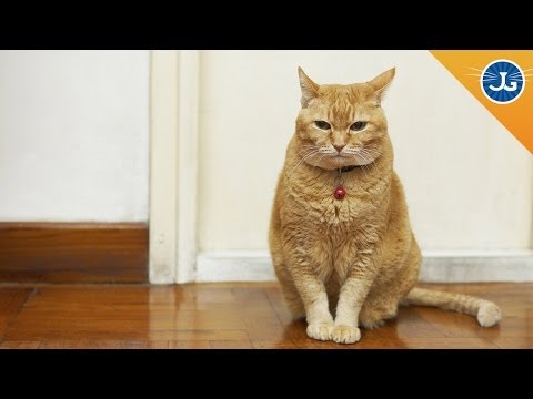 Does My Cat Have Separation Anxiety? - YouTube