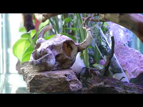 HIDDEN VIDEO: Polyrhachis Moving Into El Dragon - HIDDEN VIDEO: Polyrhachis Moving Into El Dragon