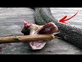 Top 10 Creatures That Live After Death