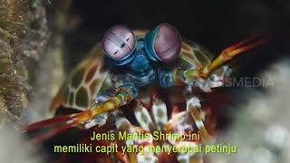 Udang Sentadu Gendong Telor | SI OTAN