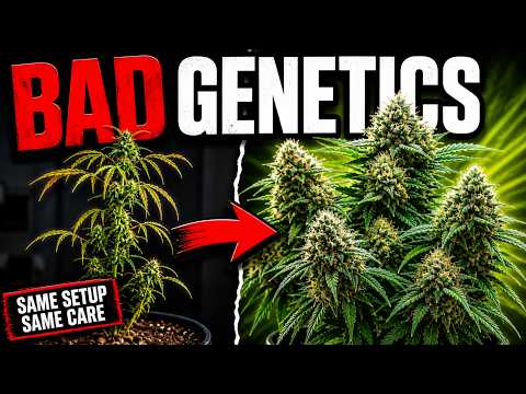 Stop Buying BAD GENETICS from BAD BREEDERS!