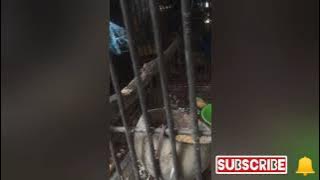 #burungbilbong, #cara ksh makan burung biar bunyi dan gacor