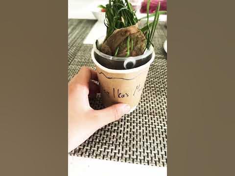 Мандрагора из Гарри Поттера #shorts - YouTube