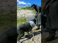 RDR2: Dog Fights Back! 😱 | Brutal Bite Turns Deadly #shorts