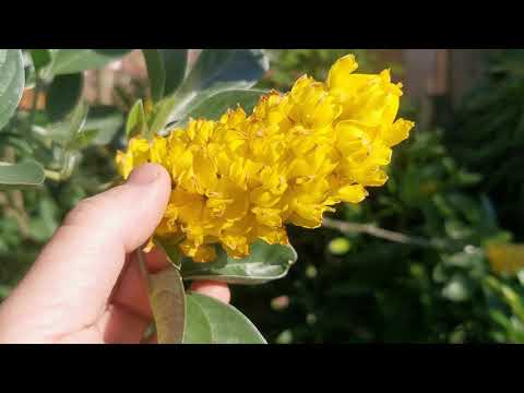 Vidéo: Pineapple Broom Tree Information - Cultiver et tailler des ananas marocains