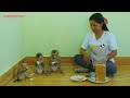 Family Monkey Kako Eating Bread With Fresh Milk